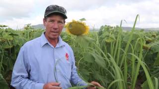 Simon Mattsson  Sugar Cane  Sunflowers Dual Crop [upl. by Ahtar]