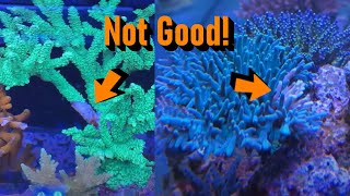 Acropora RTN Crisis Averted or Impending Crash [upl. by Esineg]