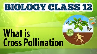 What Is Cross Pollination  Reproduction in Plants  Biology Class 12 [upl. by Nahtiek]