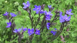 Large Blue Alkanet  Italienische Ochsenzunge  Anchusa Azurea [upl. by Nail]