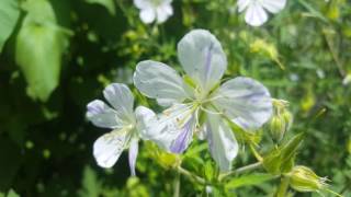 geranium pratense splish splash [upl. by Lottie754]