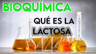 22 ¿QUÉ ES LA LACTOSA  BIOQUÍMICA [upl. by Zimmermann]