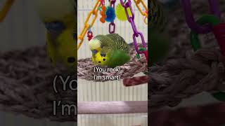 Boba Feathers  Boba the Budgie  Talking Parakeet [upl. by Rora]