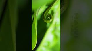 The Beauty of a BirdsNest Fern Unfolding  4K [upl. by Anitsirk234]