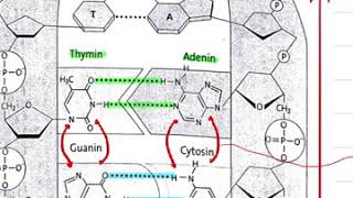 Aufbau der DNA WatsonCrickModell  Doppelhelix Basenpaarung komplementär und antiparallele [upl. by Binetta841]