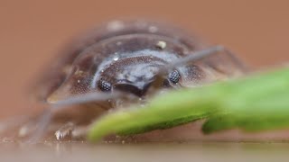 Woodlouse Close Up  Macro Videography  Panasonic Lumix  Raynox DCR250  Macro Shots [upl. by Haramat]