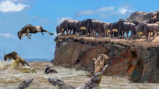 Incredible The Wildebeests Dangerous Migration Journey Through Crocodile Swamp  Animal Planet [upl. by Adirf]