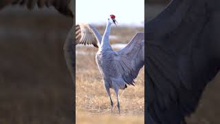 Sandhill Crane calls [upl. by Consuela678]