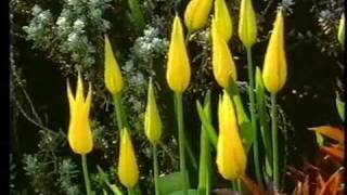 Flowering Passions Tulips at Hatfield House Hertfordshire [upl. by Ehsiom]