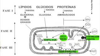 Biología  Catabolismo [upl. by Ylera]