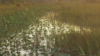 Arthur R Marshall Loxahatchee National Wildlife Refuge [upl. by Oiluig847]