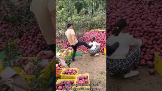 The rural farmer is in trouble after picking a lot of apples 🍎🍎shorts apple youtubeshorts [upl. by Basset]