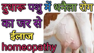 Mastitis Treatment In Cow।दुधारू पशुओं में थनैला रोग। homeo [upl. by Marchall]