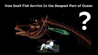 Secrets of the Deepest Marine Creature  Snailfish Documentary  How Snail Fish Discovered [upl. by Ellennod960]