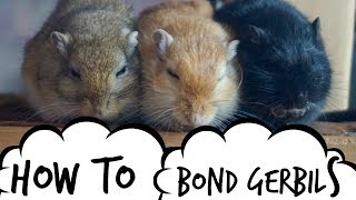 Gerbil Care  Bonding amp Behaviour  Split Cage Method [upl. by Emaj]