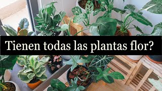 Tienen todas las plantas de interior flor Cómo saber cuáles florecen y cuáles no  Infojardineria [upl. by Zilef416]