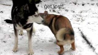 Shikoku ken puppy teasing a senior siberian husky [upl. by Redmer652]