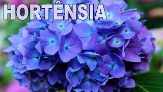 HORTÊNSIA 🌿 Aprenda ENRAIZAR GALHO De MODO SIMPLES Sem Complicação 👍👍 [upl. by Able]