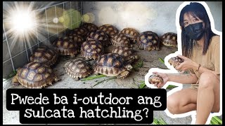 Sulcata Hatchlings Outdoor Setup  Quick Tortoise Update  ChieChieTV [upl. by Olen]