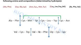 Protein sequencing sample exercise solved elucidation of disulfide bonds [upl. by Olympe51]