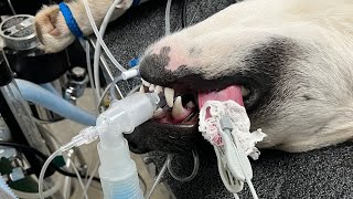 Basics of the Veterinary Anesthetic Machine and How to perform a Leak Test  CPE Anesthesia [upl. by Tonjes]