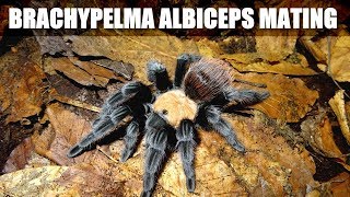 Brachypelma albiceps pairing [upl. by Buffo135]