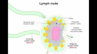 Phagocytic cells and functions [upl. by Beckerman9]