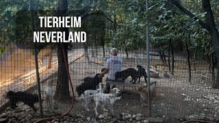 Keine Pause für Zox in Tierheim Neverland 🫣😄  Stray Dogs Bosnien eV  shelterlife [upl. by Zephaniah405]