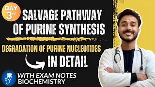 salvage pathway of purine synthesis biochemistry  degradation of purine nucleotides biochemistry [upl. by Oeniri]