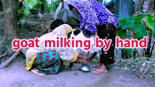 Goats Milk❗Village women Goats Milking। goat milking by hand❗Village Iife in Bangladesh [upl. by Eojyllib482]