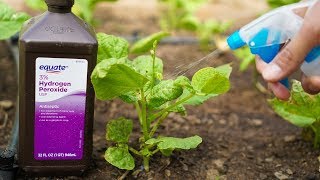 5 Benefits of Hydrogen Peroxide on Plants and Garden [upl. by Greenstein]