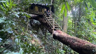 Full Video 1 Month Solo Bushcraft Build a boxshaped house on a tree Survive in the Wild [upl. by Gratia]