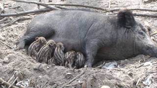 New born Wild Baby Boars  Wildschwein Frischlinge [upl. by Bradski]