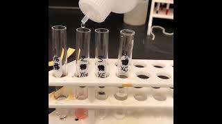 Xanthoproteic Test for aromatic amino acids [upl. by Sashenka550]