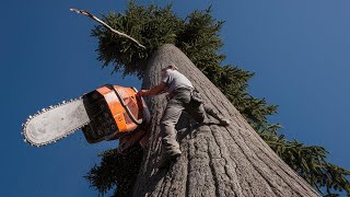 Master the Art of Harvesting Giants Expert Tips for Felling Trees Over 10 Meters Safely and Swiftly [upl. by Ruhtracam724]