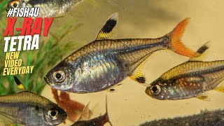 quotXray Tetra The Coolest Tetra Fish for Beginners FISH4Uquot [upl. by Allenrac377]