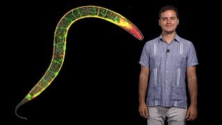 Daniel ColonRamos YaleHHMI 1 Cell biology of the synapse and behavior in C elegans [upl. by Wayland513]