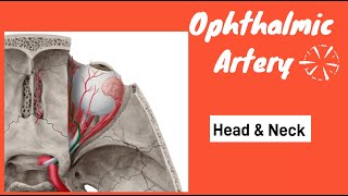 Ophthalmic artery  Course of ophthalmic artery  Branches of ophthalmic artery  Clinical Anatomy [upl. by Adivad517]