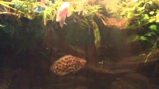 Feeding time  Bichirs  leopard ctenopoma [upl. by Jewel]