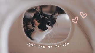 😽 EVERYTHING I WISH I KNEW BEFORE ADOPTING A KITTEN [upl. by Aiciruam342]