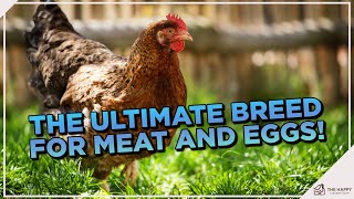 What You Need to Know about the Bielefelder Chicken [upl. by Acinomad]