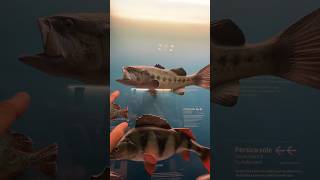 Fishing in Lake Garda Italy lakegarda rainbowtrout bassfishing bass fishingadventure fish [upl. by Mandeville]