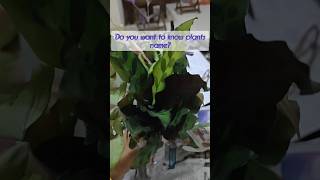 Unveiling Exotic Plants Haul From Online Shopping [upl. by Ithaman]