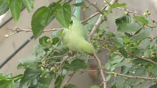 110 Roseringed Parakeet  ホンセイインコ  तोता [upl. by Myrt]