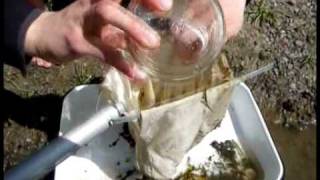 How to Make an Insect Collection Part 4 of 11 Aquatic [upl. by Eillen902]