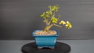 Making Bonsai from nursery stock  3 [upl. by Ahsinel493]