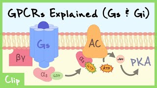 Gs amp Gi Pathways Of GProteinCoupled Receptors Explained  Clip [upl. by Holtorf598]