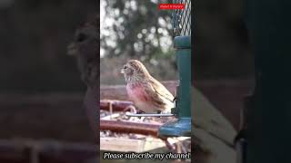 Common Linnet  Common Linnet Bird  Planet N Nature shorts [upl. by Nugent]