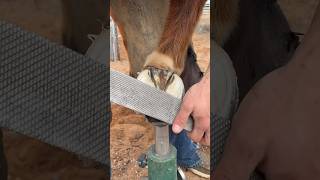 Explanation on rasping a horse hoof  Part 4 [upl. by Liahkim]