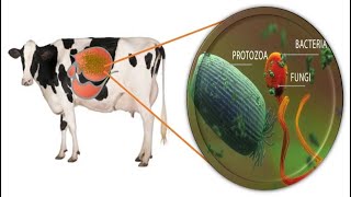 Ruminant Nutrition The Symbiotic Relationship Between the Cow and Her Microbes [upl. by Norling]